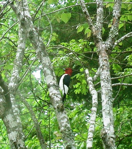Red-Headed Woodpecker is one of many different types of wildlife at Twin Lakes.
