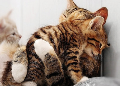 kitten hug