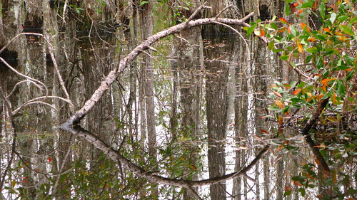 Swamps near Bay St. Louis, Mississippi, USA