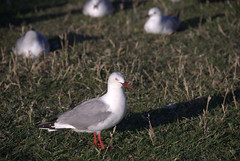 gull@Royal Albatross Colony