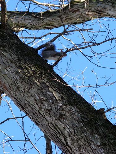 Squirrel on the tree: stretch