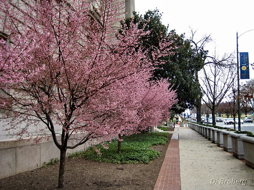Early Cherry Blossoms