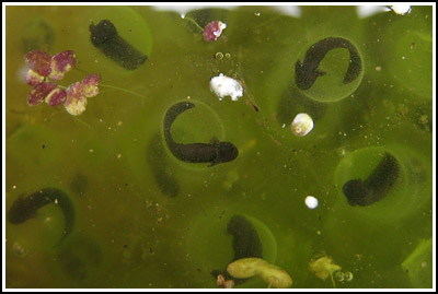hatching tadpoles copy