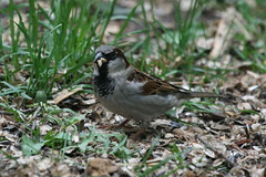 House Sparrow by Birdfreak.com