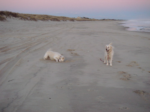 Frisket and Sailor at the beach