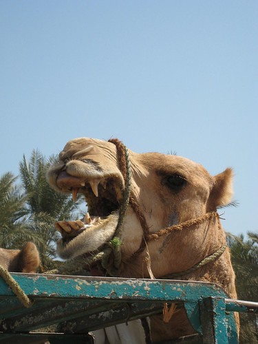 Pissed Off Camel ©  upyernoz