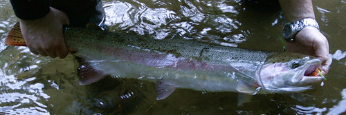 Oregon winter steelhead fishing