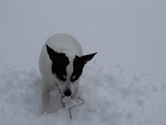 Dexter hates the snow