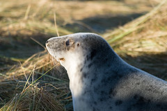 Seal at Donna Nook