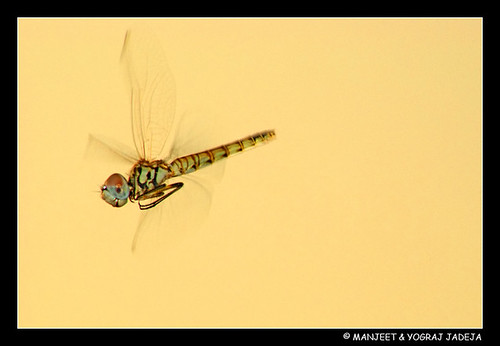 dragonfly - repost