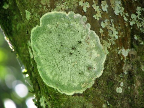 Lichen on the Lichi tree