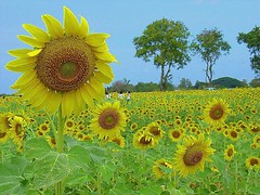 Love...Sunflowers....  by Thai Jasmine