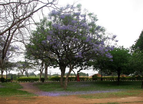 the beauty of the jacaranda tree lalbagh 220308