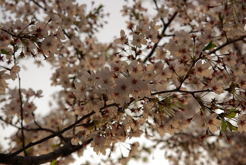 Seoul Cherry Blossom Festival – képgaléria