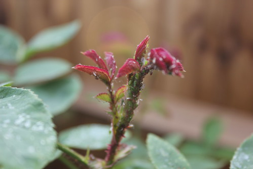 Green Aphids Infesting New Growth On The Old Timer Rose