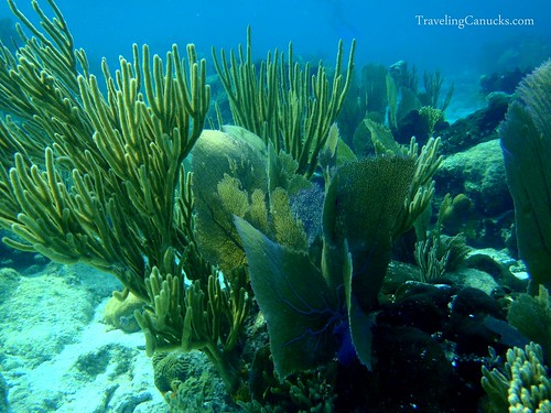 Underwater world - Belize Barrier Reef