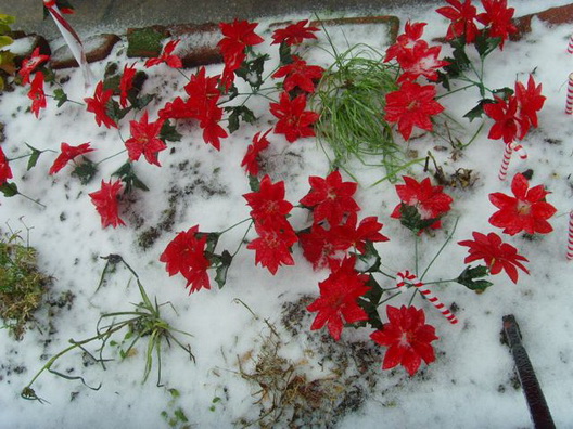 Brookyule Carroll Gardens Snow