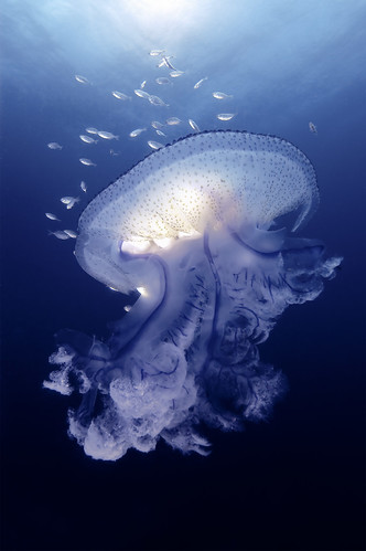 Magnificent Jellyfish