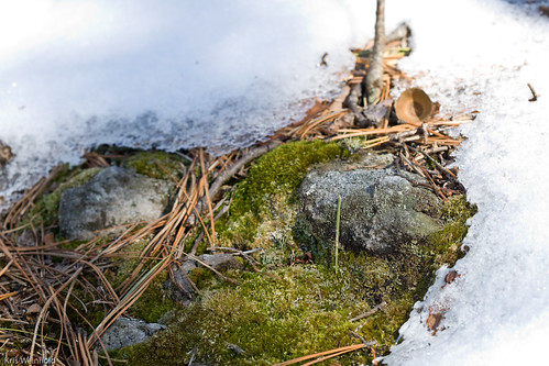 Mossy Snow Rock