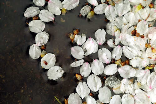 a bed of petals