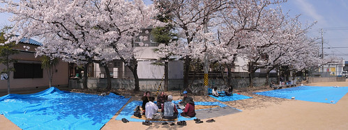 ݯŷ񡡤ָ Cherry blossom-viewing--super-wide-20080406-4