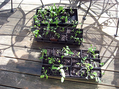 perennial seedlings