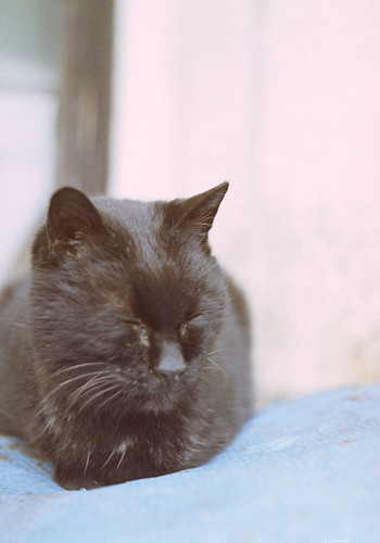 眠い黒猫