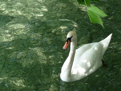 Swan on the green