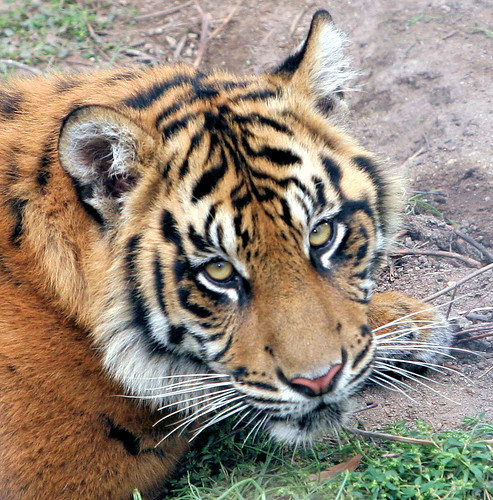 pictures of tigers and cubs. Sumatran tiger cubs