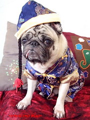 *SMILING PUG* - ��喜发财! Gong Xi Fa Cai! , HAPPY CHINESE NEW YEAR, PUG CHINADOLL MODEL BY BUGBABY *-*
