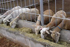 Ewes eating haylage