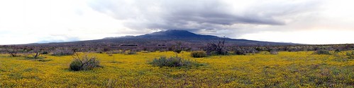 Desert flowers in the San Carlos Indian Reservation near Bylas, Arizona, USA
