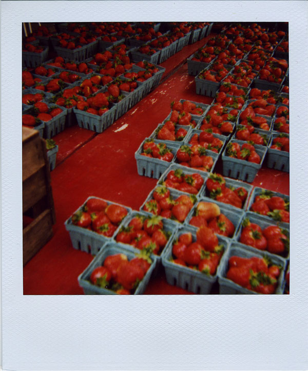 may18: strawberries