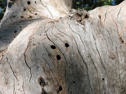 carpenter bee-holes in dead tree