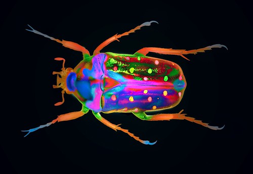 Coleoptera 1