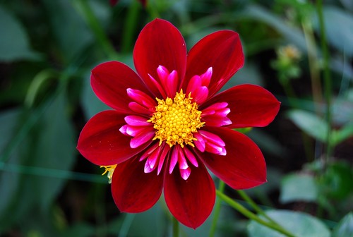 Gran foto de una Dalia, la flor nacional de México