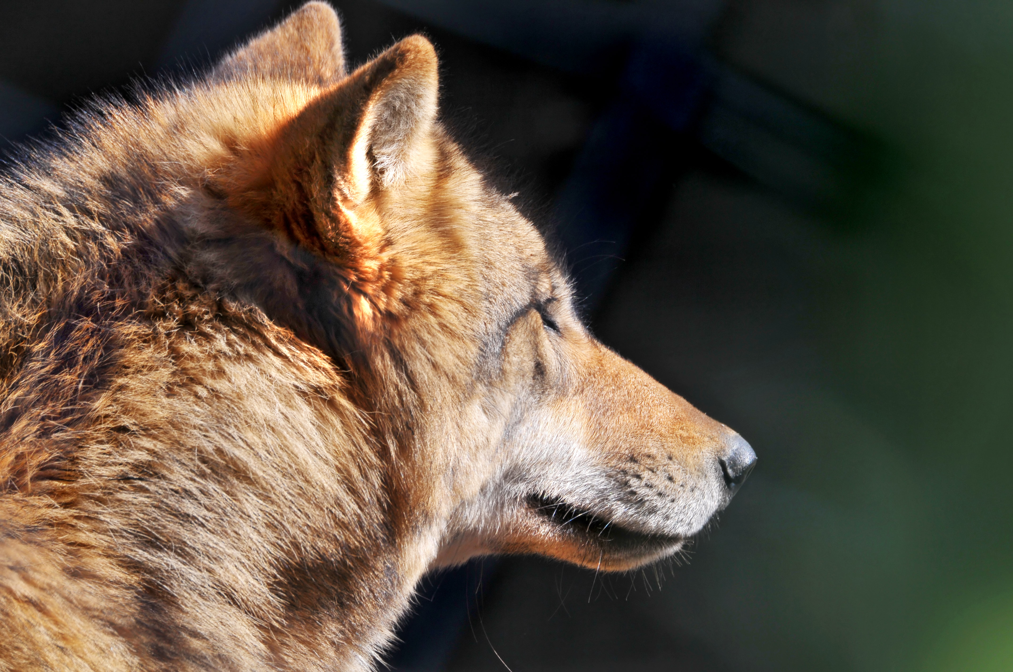 横顔がかっこいい狼の画像