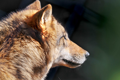 Wolf portrait 3 on Flickr