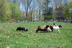 Doggy goat herding