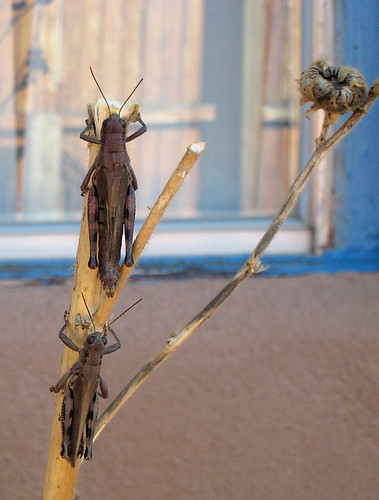 these grasshoppers freaked me out
