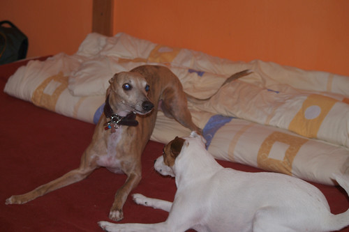 Whippet Coco & Parson-Russell-Terrier Fee
