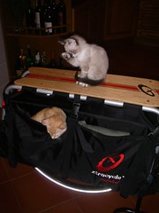 My cats & the Xtracycle