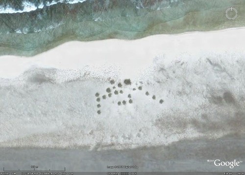 Starbuck Island's Forest - DigitalGlobe Image in Google Earth