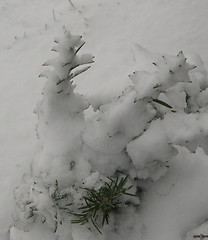 Snow-covered Rosemary
