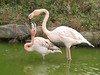 红鹤 ／flamingo