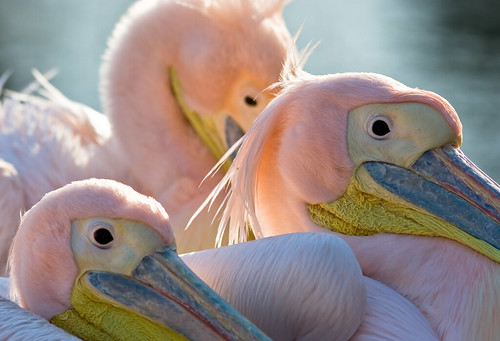 Розовые пеликаны - трио