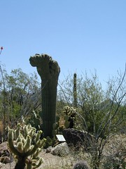 Crown Saguaro at Desert Museum