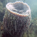 Neptunes cup or Barrel sponge