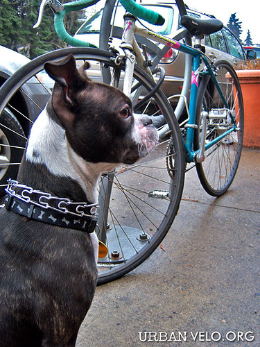 dog and bicycle