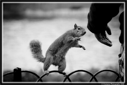 funny squirrel pictures. Funny Squirrel.